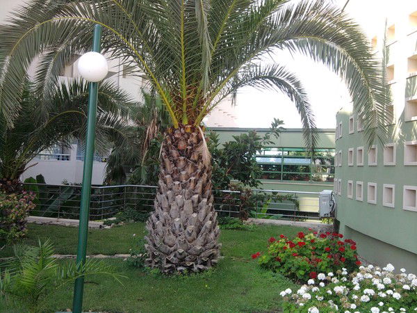 Алькапоне Ричардс