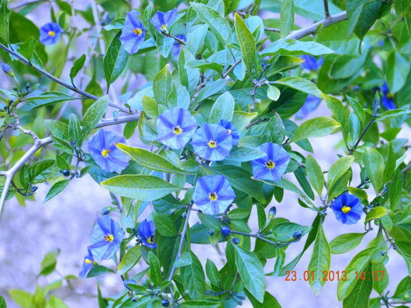 Мария Чекмаева