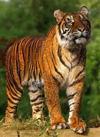 Виталий Оробчук