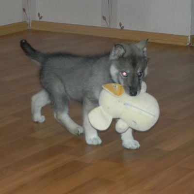 Елисей Житкевич