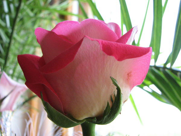 Надежда Черниченко