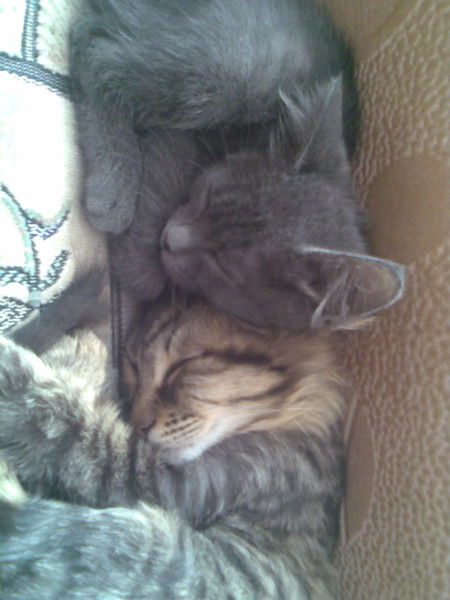 Гульжахан Арыновна