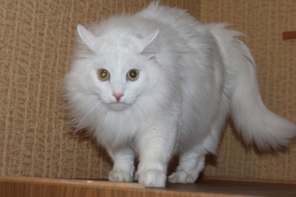 Андрэ Алексеенко