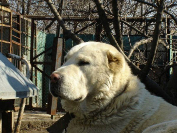 Алик Янатханов