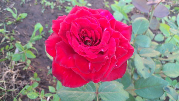 Дана Казбекова