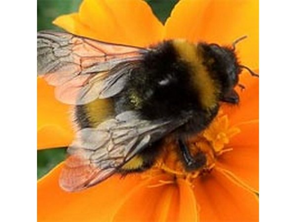 Игорь Шмелев