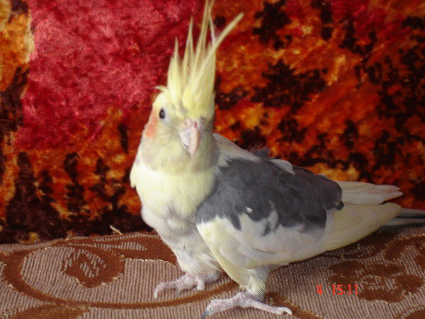 Оксана Пономарева