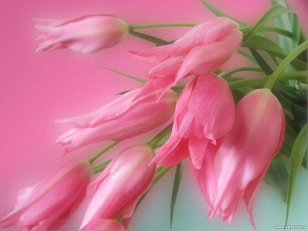 Анна Резайтинова