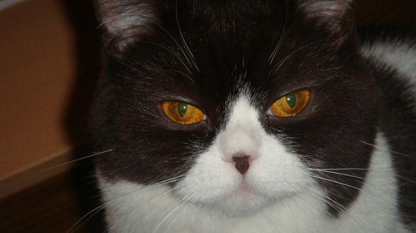 Оксана Полынская