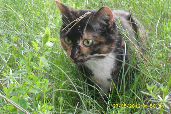 Ольга Шкода