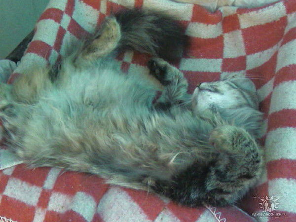 Роман Муравьев