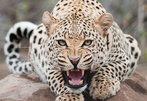 Елена Александровна