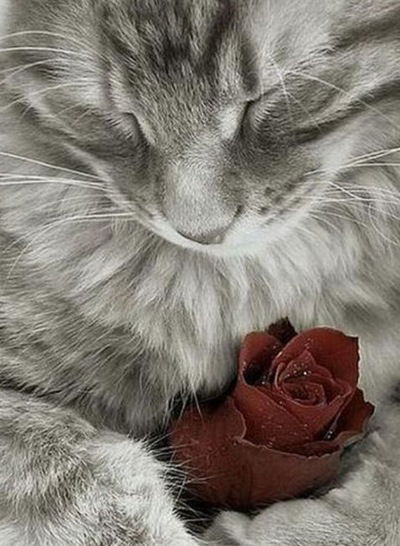 Наталья Бохан