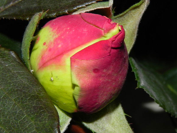 Таня Панина