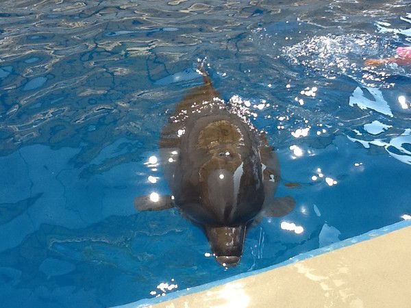 Татьяна Авдиенко