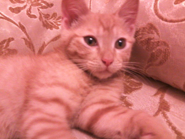 Анна Шерстюкова