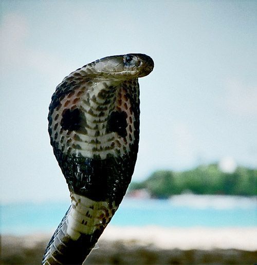 Наталья Могилевич