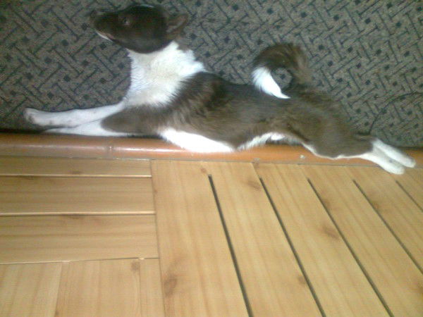 Андрей Андреев