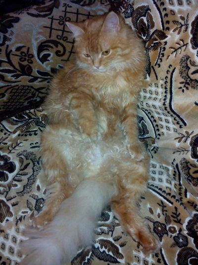 Богдан Кравец