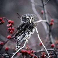 Евгений Корубин