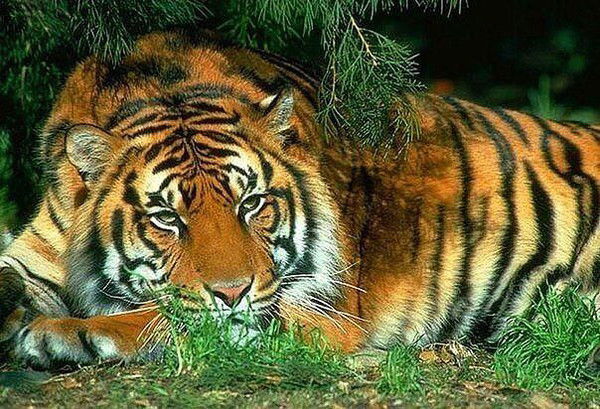 Назирбек Умаров