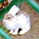 Катя Буланова