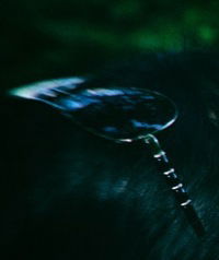 Леся Королева