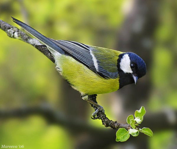 Елена Синицына