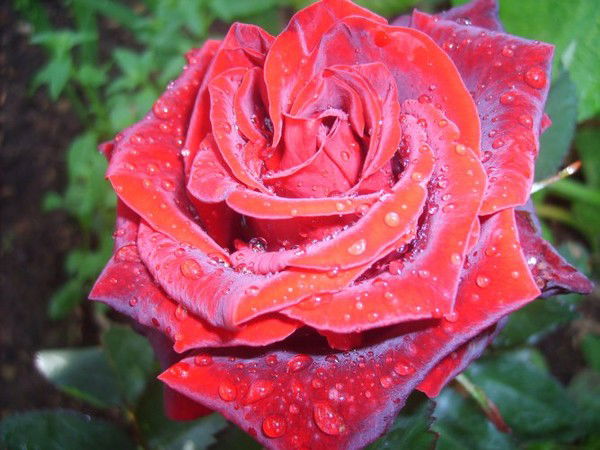 Бойцова Наталья