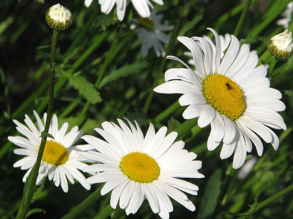 Елена Рогова