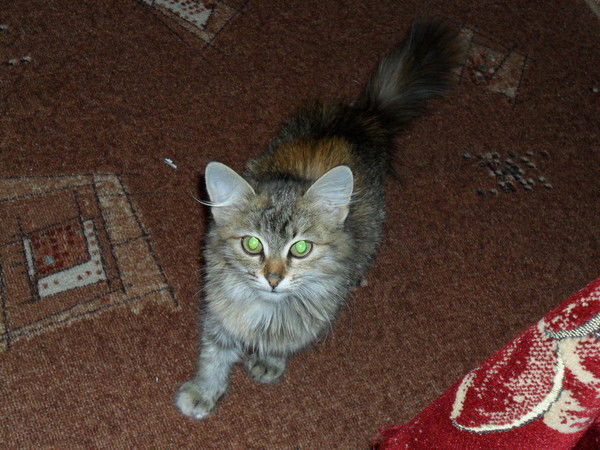 Мария Алиференко