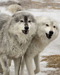 Ринат Cрымов