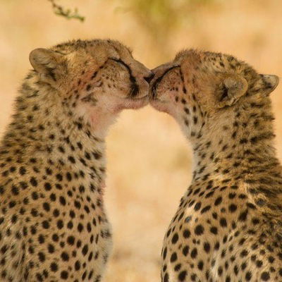 Залифа Салямова