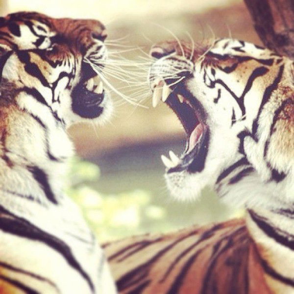 Таня Ефимова