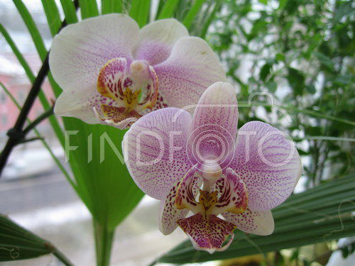 Гульнара Казыбаева