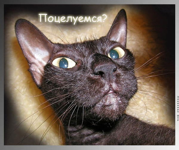 Андрей Колюпанов