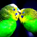 Nur *******