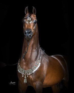 Талгат Кумар