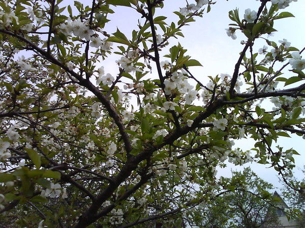 Майоров Олег