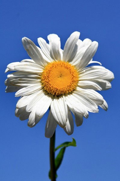 Ольга Иванова