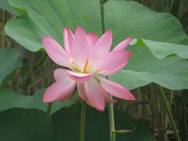 Нина Игнатовская