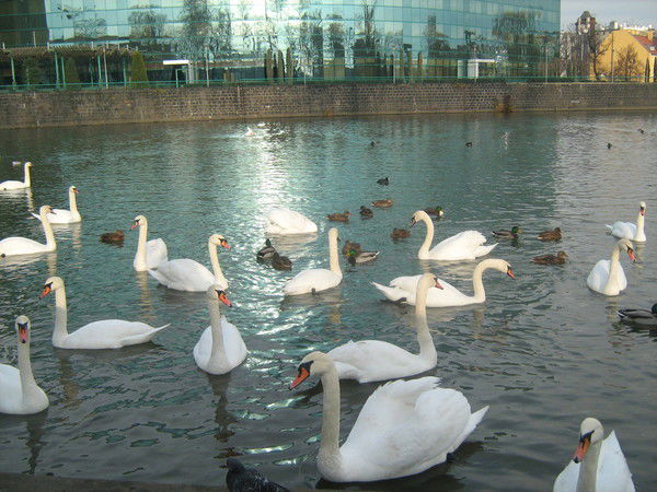 Медербек Искаков