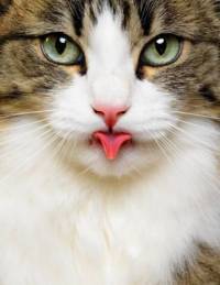 Ирина Зенкина