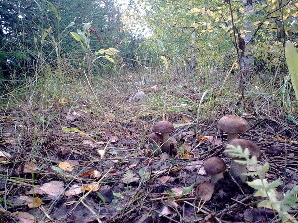 Наталия Сидягина