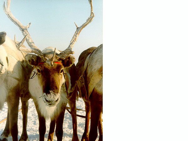 Дмитрий Бруев