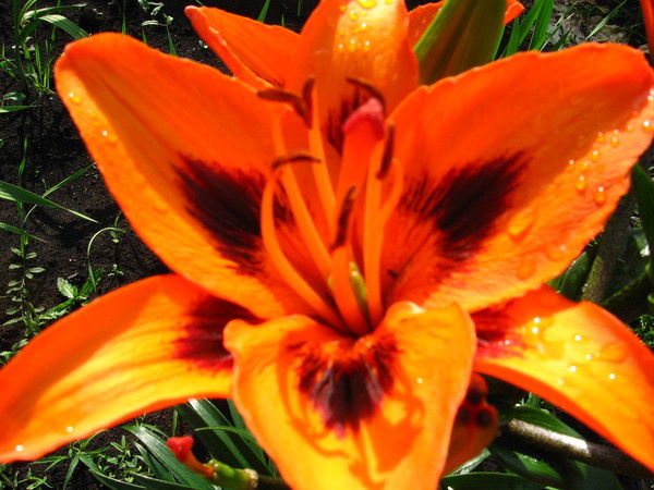 Елена Сабирзянова