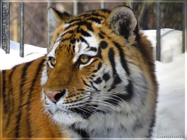 Николай Копытов