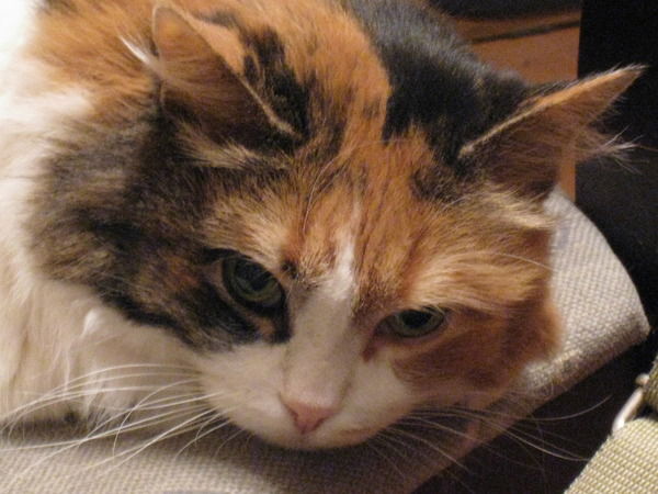 Ирина Покотило