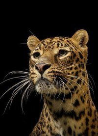 Дарья Должина