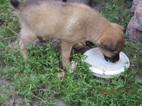 Анна Приймак